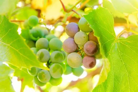Vine branch Stock Photos