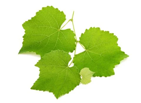 Vine branch Stock Photos