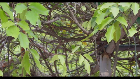 Vine Branches and Leaves Moving in Light Wind Stock Footage 331294950