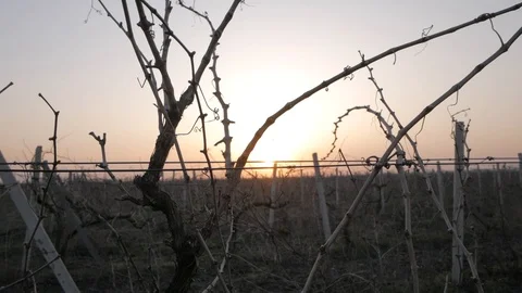 Vine branches Stock Footage 91177618