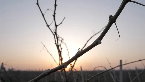 Vine branches Stock Footage 91177630