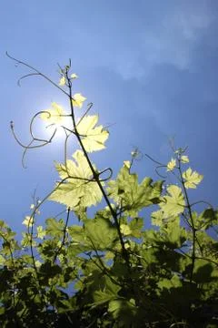 Vine branches Stock Photos