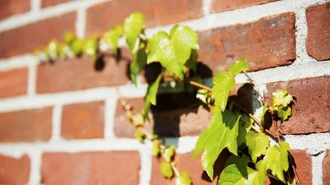 Vine on brick wall Stock Footage 96039892