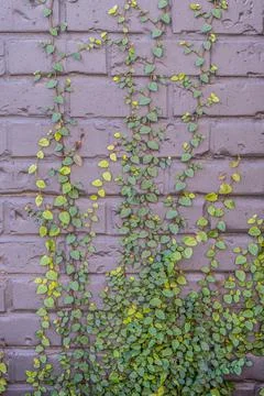Vine up a brick wall Stock Photos