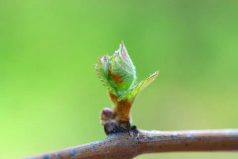 Vine bud macro Stock Photos