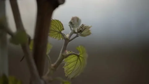 Vine Buds Branches Spring Time Unravel Leaf Leaves Nature  CLose Up Stock-Footage 153967383