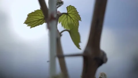 Vine Buds Branches Spring Time Unravel Leaf Leaves Nature  CLose Up Stock-Footage 153967417