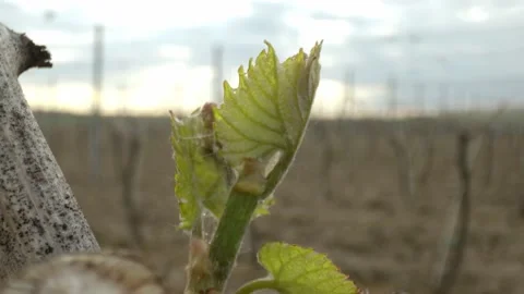 Vine Buds Branches Spring Time Unravel Leaf Leaves Nature  CLose Up Stock-Footage 153967623