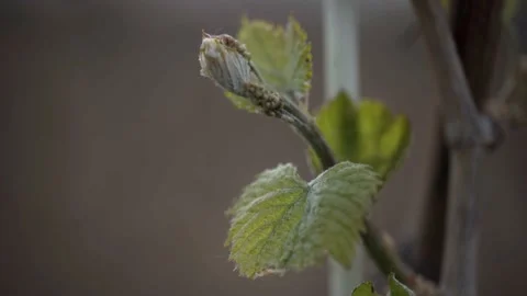 Vine Buds Branches Spring Time Unravel Leaf Leaves Nature  CLose Up Stock-Footage 153967678