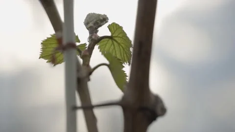 Vine Buds Branches Spring Time Unravel Leaf Leaves Nature  CLose Up Vídeos de archivo 153967792