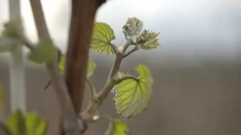 Vine Buds Branches Spring Time Unravel Leaf Leaves Nature  CLose Up Stock-Footage 153967805