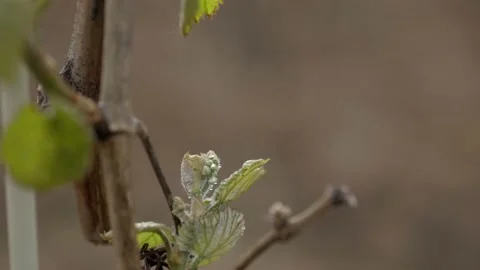 Vine Buds Branches Spring Time Unravel Leaf Leaves Nature  CLose Up Stock-Footage 153967853