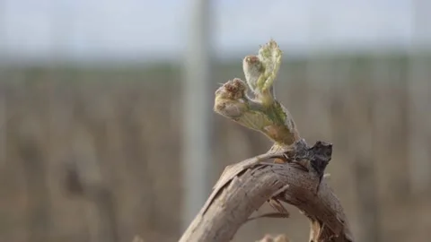 Vine Buds Branches Spring Time Unravel Leaf Leaves Nature  CLose Up Stock-Footage 153967918