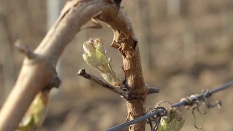 Vine Buds Branches Spring Time Unravel Leaf Leaves Nature  CLose Up Stockbeeldmateriaal 153967994