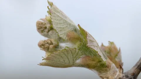 Vine Buds Branches Spring Time Unravel Leaf Leaves Nature  CLose Up Stock-Footage 153968023
