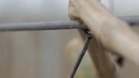 Vine Buds Branches Spring Time Unravel Leaf Leaves Nature  CLose Up Stock-Footage 153968037