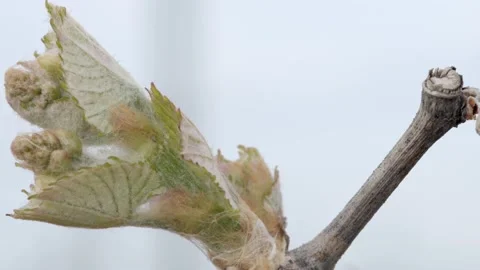 Vine Buds Branches Spring Time Unravel Leaf Leaves Nature  CLose Up Stock-Footage 153968050