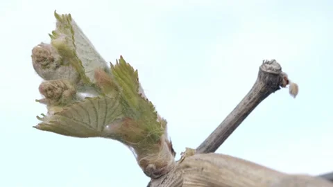 Vine Buds Branches Spring Time Unravel Leaf Leaves Nature  CLose Up Stockbeeldmateriaal 153968062