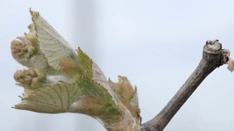 Vine Buds Branches Spring Time Unravel Leaf Leaves Nature  CLose Up Stockbeeldmateriaal 153968067