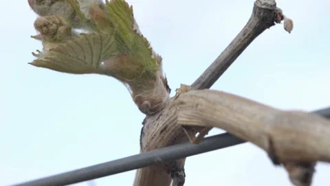 Vine Buds Branches Spring Time Unravel Leaf Leaves Nature  CLose Up Stock-Footage 153968069