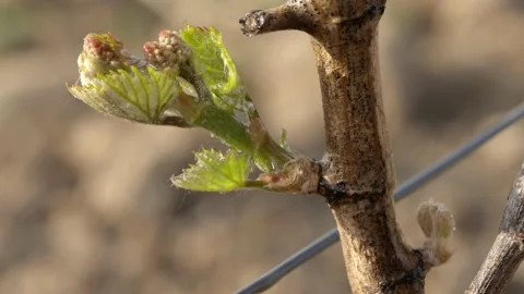Vine Buds Branches Spring Time Unravel Leaf Leaves Nature  CLose Up Stock-Footage 153968076
