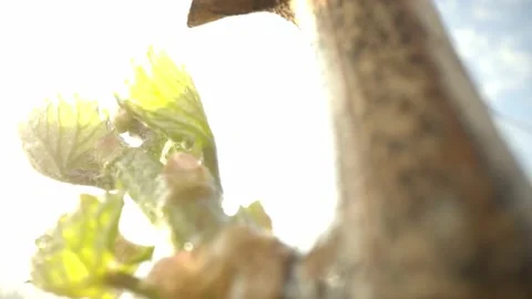 Vine Buds Branches Spring Time Unravel Leaf Leaves Nature  CLose Up Stock-Footage 153968090