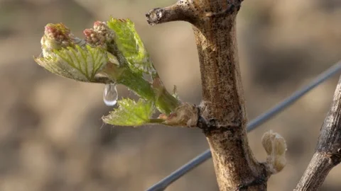 Vine Buds Branches Spring Time Unravel Leaf Leaves Nature  CLose Up Stockbeeldmateriaal 153968109