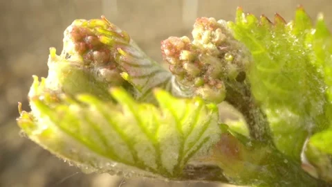 Vine Buds Branches Spring Time Unravel Leaf Leaves Nature  CLose Up Stockbeeldmateriaal 153968115