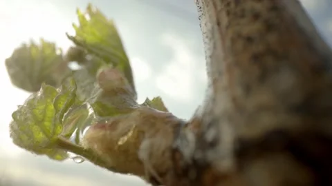 Vine Buds Branches Spring Time Unravel Leaf Leaves Nature  CLose Up Stockbeeldmateriaal 153968142