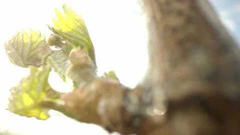 Vine Buds Branches Spring Time Unravel Leaf Leaves Nature  CLose Up Stockbeeldmateriaal 153968143