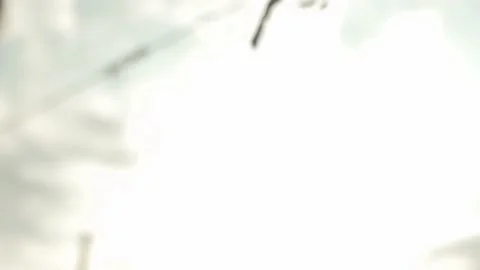 Vine Buds Branches Spring Time Unravel Leaf Leaves Nature  CLose Up Stockbeeldmateriaal 153968149