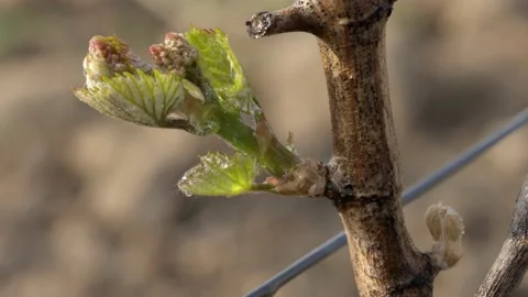 Vine Buds Branches Spring Time Unravel Leaf Leaves Nature  CLose Up Stock-Footage 153968152