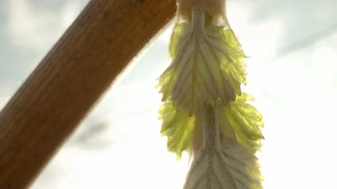 Vine Buds Branches Spring Time Unravel Leaf Leaves Nature  CLose Up Stockbeeldmateriaal 153968160