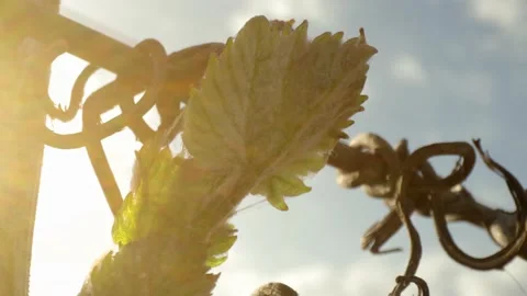 Vine Buds Branches Spring Time Unravel Leaf Leaves Nature  CLose Up Stockbeeldmateriaal 153968162