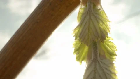 Vine Buds Branches Spring Time Unravel Leaf Leaves Nature  CLose Up Stockbeeldmateriaal 153968171