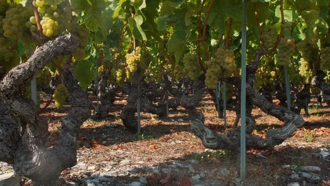 Vine ceps and white grapes, traveling Stock Footage 99337075