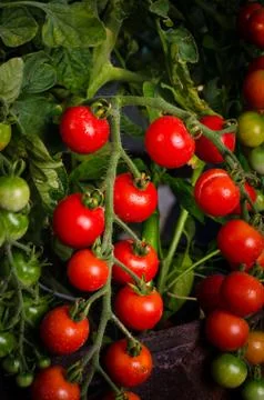 Vine of cherry tomatoes Foto stock