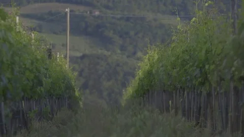Vine from the Chianti hills Stock Footage 72384701