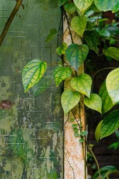 Vine Climbing Abandoned Mossy Patterned Glass Window in Taiwan Stock-Fotos
