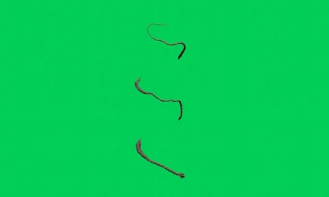 Vine Climbing Around Object On Green Background Video stock 234069955