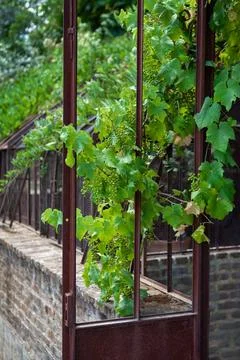 Vine climbing over an old rusty door Stock Photos