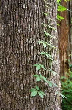 Vine climbing Stock Photos