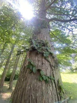 Vine climbing up tree Stock Photos