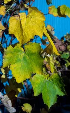 Vine colors Stock Photos