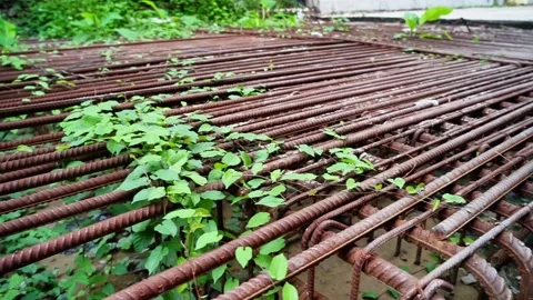 Vine on Construction Rod Stock Footage 320958796