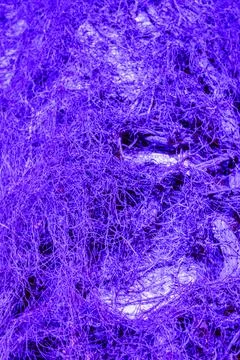 Vine Covered Building Stock Photos