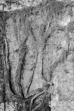 Vine Covered Building Fotos de archivo