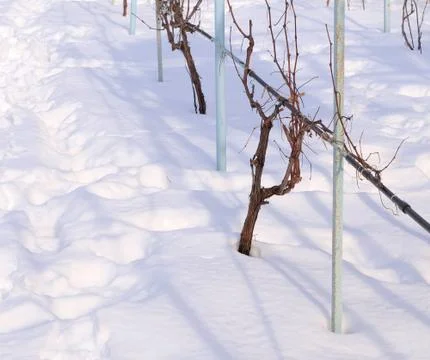 Vine covered with snow Stock Photos
