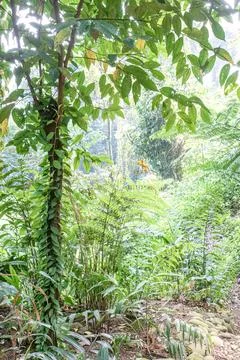 Vine-Covered Tree Beneath a Lush Tropical Forest Canopy Stock Photos