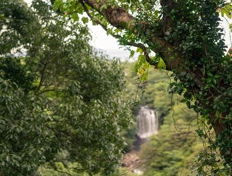 Vine-Covered Tree Framing a Cascading Waterfall Amidst Lush Green Forest on.. Stock Photos